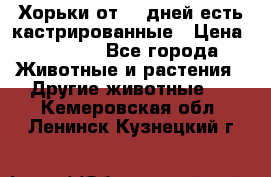   Хорьки от 35 дней есть кастрированные › Цена ­ 2 000 - Все города Животные и растения » Другие животные   . Кемеровская обл.,Ленинск-Кузнецкий г.